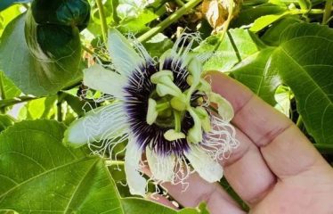 Sublime villa avec vue mer située à Cabrera